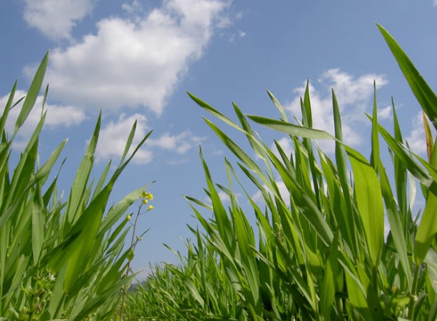 国産大麦若葉の畑と原材料のイメージ
