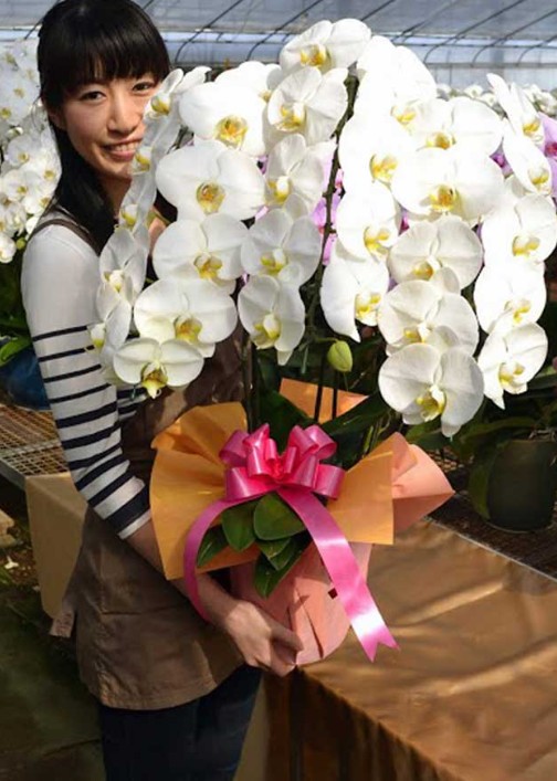 オーキッドファンの豪華な胡蝶蘭の実例